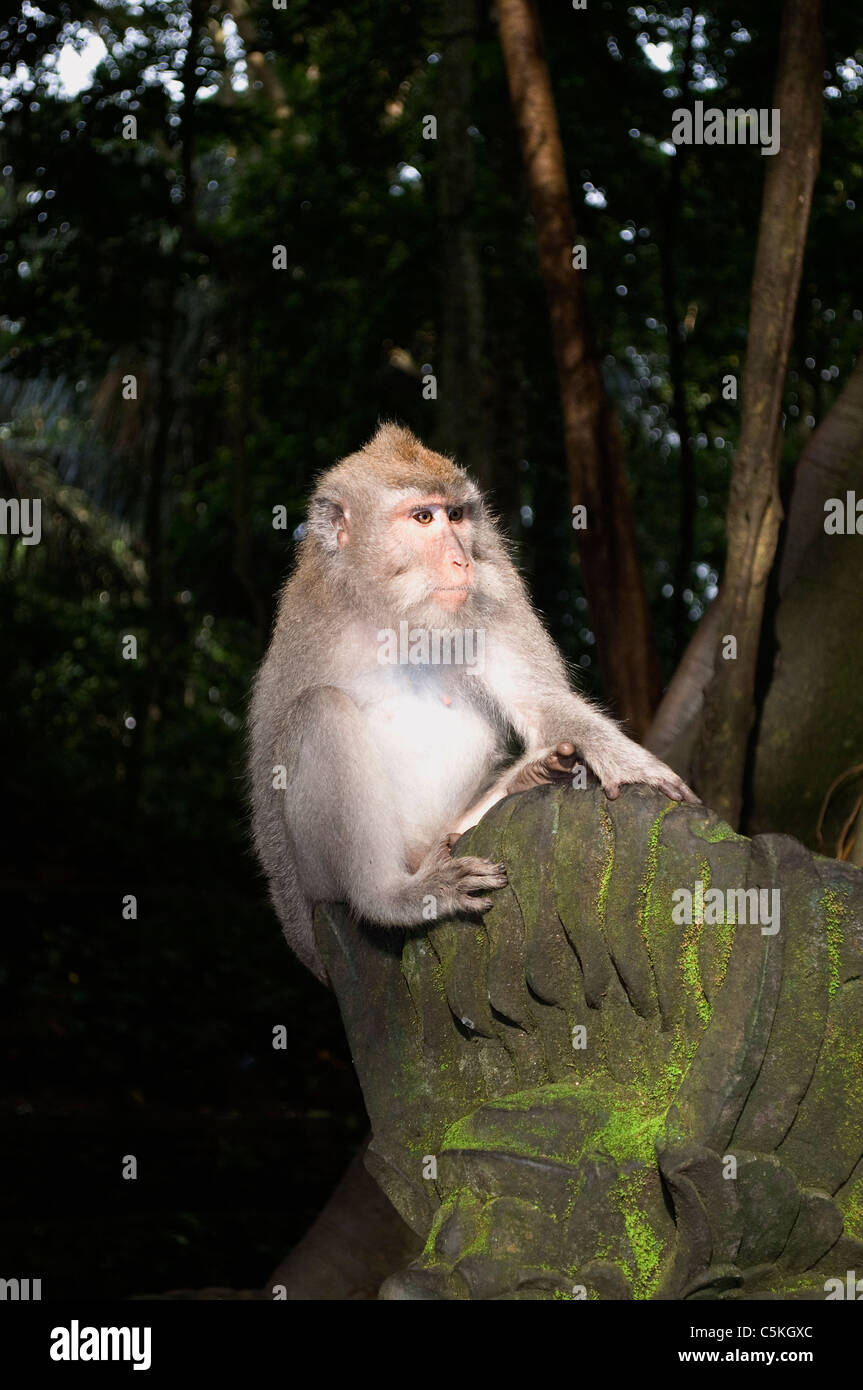 Singe Macaque assis sur un rocher dans une forêt tropicale, Ubud, Bali Banque D'Images