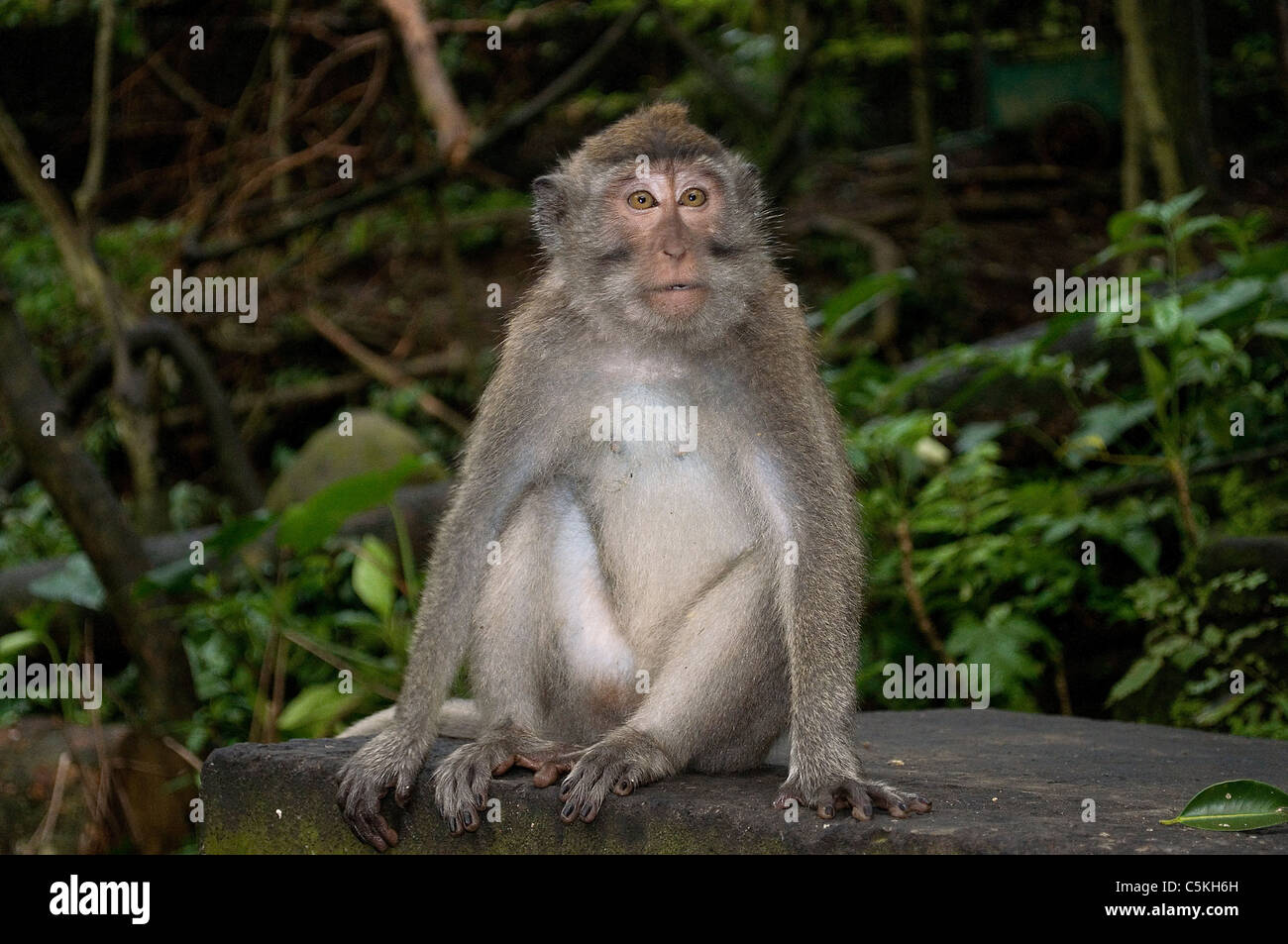 Singe Macaque assis sur un rocher dans une forêt tropicale, Ubud, Bali Banque D'Images