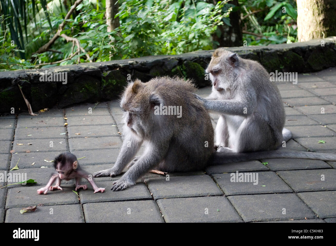 Le toilettage de la famille singe macaque les uns les autres, dans une forêt tropicale. Ubud, Bali Banque D'Images Le toilettage de la famille singe macaque les uns les autres, dans une forêt tropicale. Ubud, Bali Banque D'Images