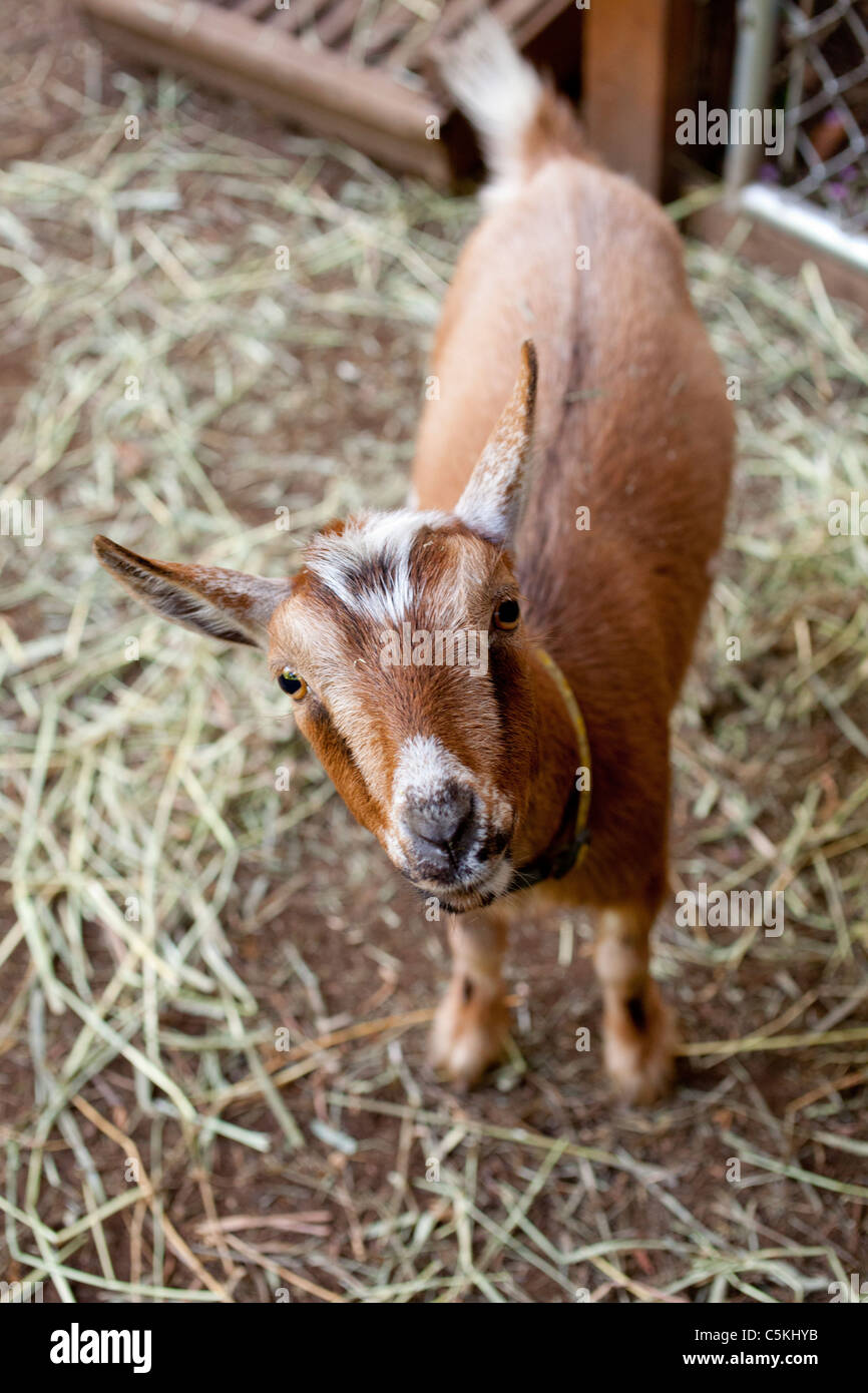 Animal chèvre. looking at camera. Banque D'Images