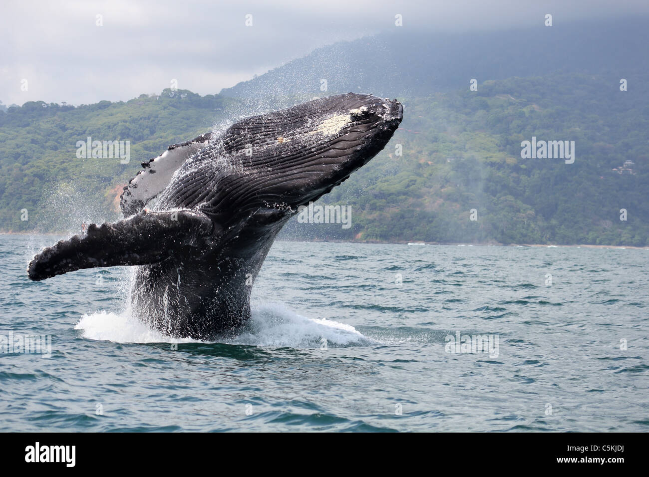Humpback Whale breaching en parc national Marino Ballena, Costa Rica Banque D'Images