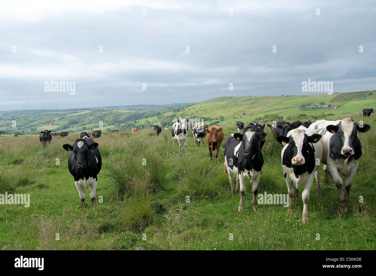 Les vaches en Angleterre fixant Banque D'Images