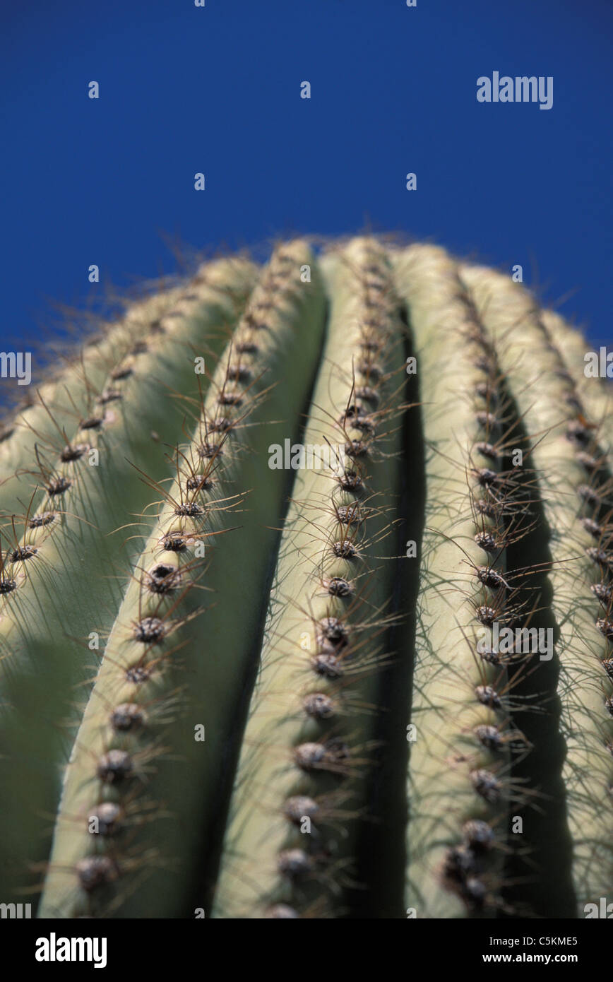 Cactus Saguro couronne, NV Banque D'Images