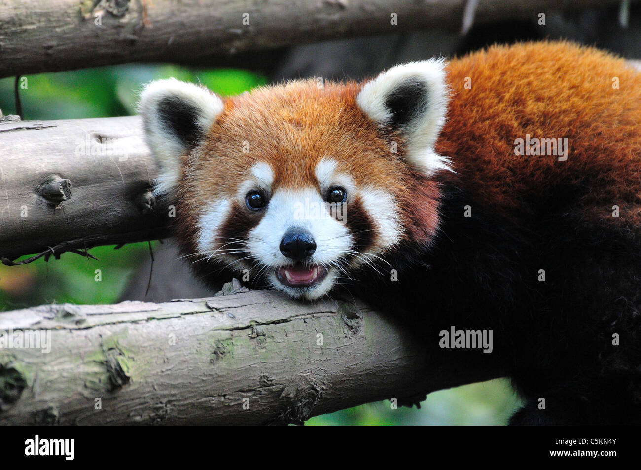Gros plan de la tête et le visage d'un panda rouge (Ailurus fulgens). Base de recherche de Chengdu Panda géant de l'élevage, Chengdu, Chine. Banque D'Images