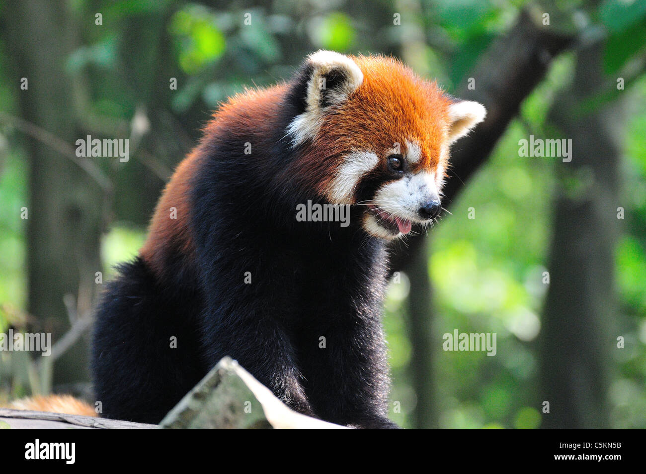 Le panda rouge (Ailurus fulgens). Base de recherche de Chengdu Panda géant de l'élevage. Chengdu, Chine. Banque D'Images