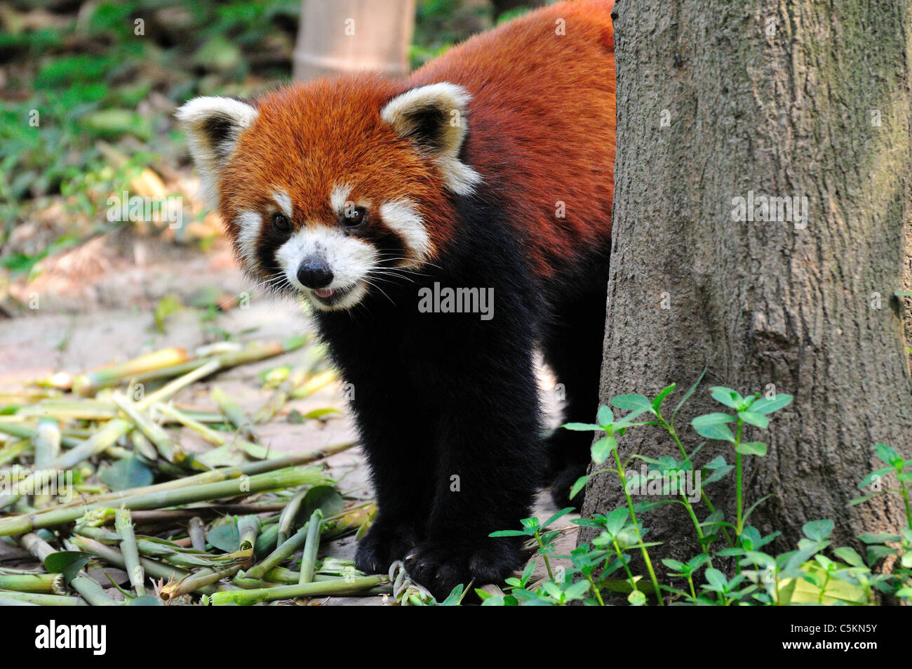 Le panda rouge (Ailurus fulgens) derrière un tronc d'arbre. Base de recherche de Chengdu Panda géant de l'élevage, Chengdu, Chine. Banque D'Images