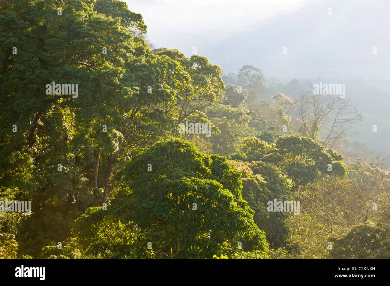 Rainforest Vallée Centrale Costa Rica Banque D'Images