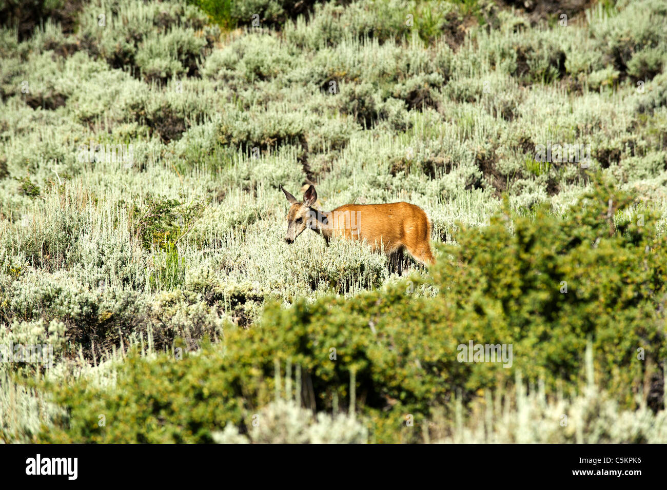 Deux jeunes femelles dans la California High Sierra Banque D'Images