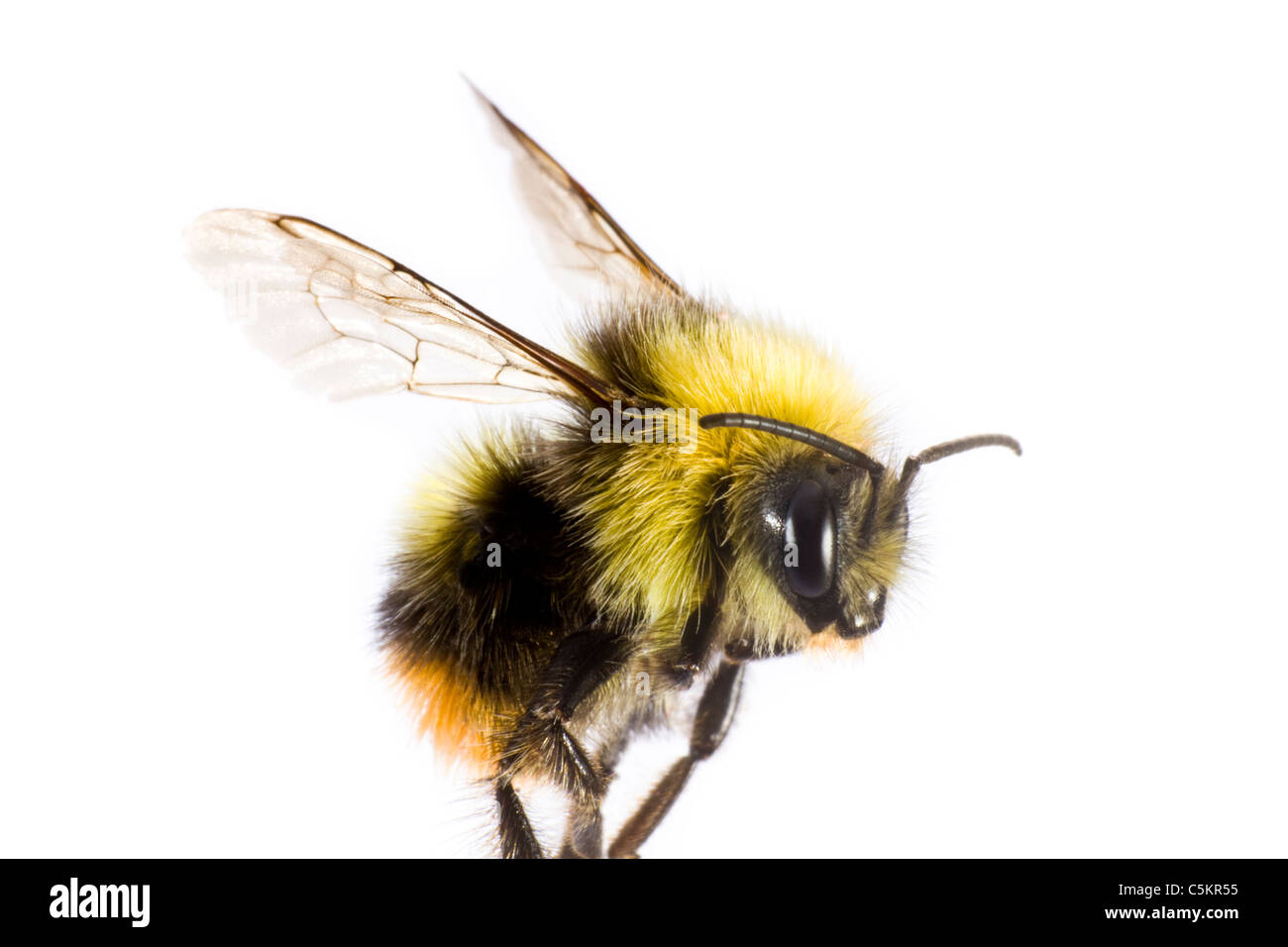 Bumblebee en gros plan sur fond clair Banque D'Images