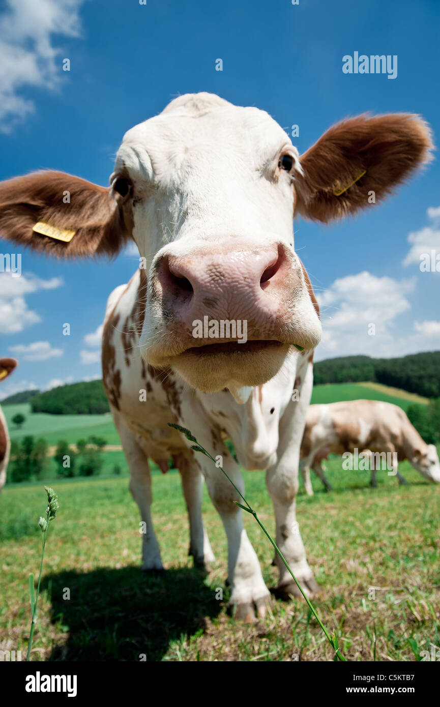 Près d'une vache simmental en Haute Autriche Banque D'Images