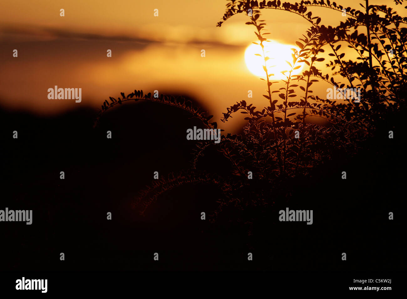 Coucher de soleil au coucher du soleil avec des plantes qui se profile à l'avant-plan dans une maison de jardin, Lixwm, Flintshire, Pays de Galles, Royaume-Uni Banque D'Images