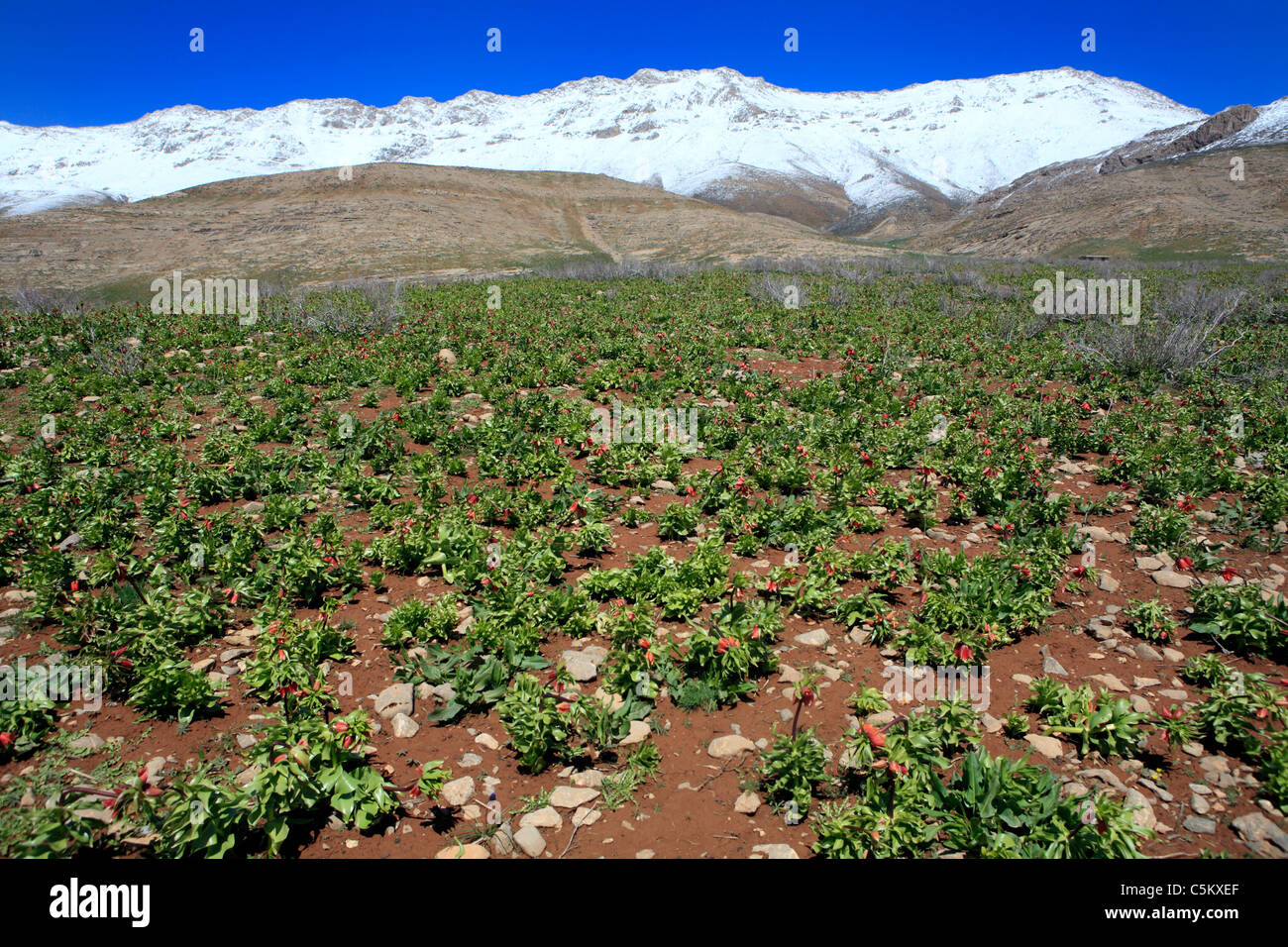 Tulip valley (Dasht-e Lale), montagnes de Zagros, province Chahar-Mahal et Bakhtyaria, Iran Banque D'Images