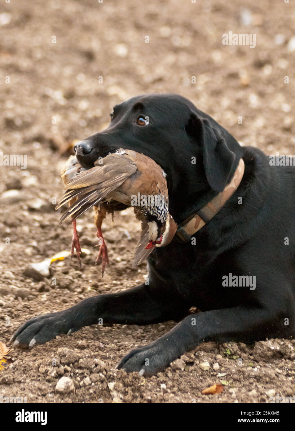 Labrador noir avec rouge, ou en français, la perdrix qu'il vient de récupérer sur un shoot Banque D'Images Labrador noir avec rouge, ou en français, la perdrix qu'il vient de récupérer sur un shoot Banque D'Images
