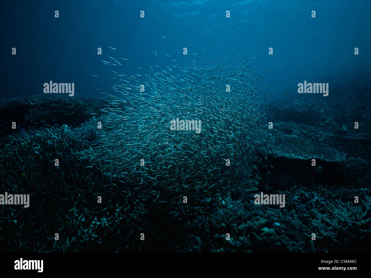 Le poisson-chat (Plotosus lineatus venimeux) scolarité sur les récifs coralliens. La Papouasie-Nouvelle-Guinée, mer de Bismarck. Banque D'Images