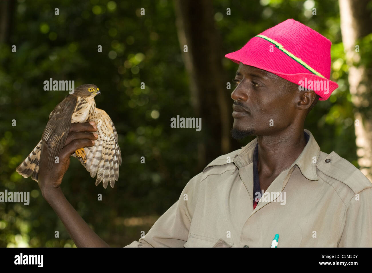 Peu familier, Accipiter minullus, sur un oiseau part chercheur Ethiopie Banque D'Images