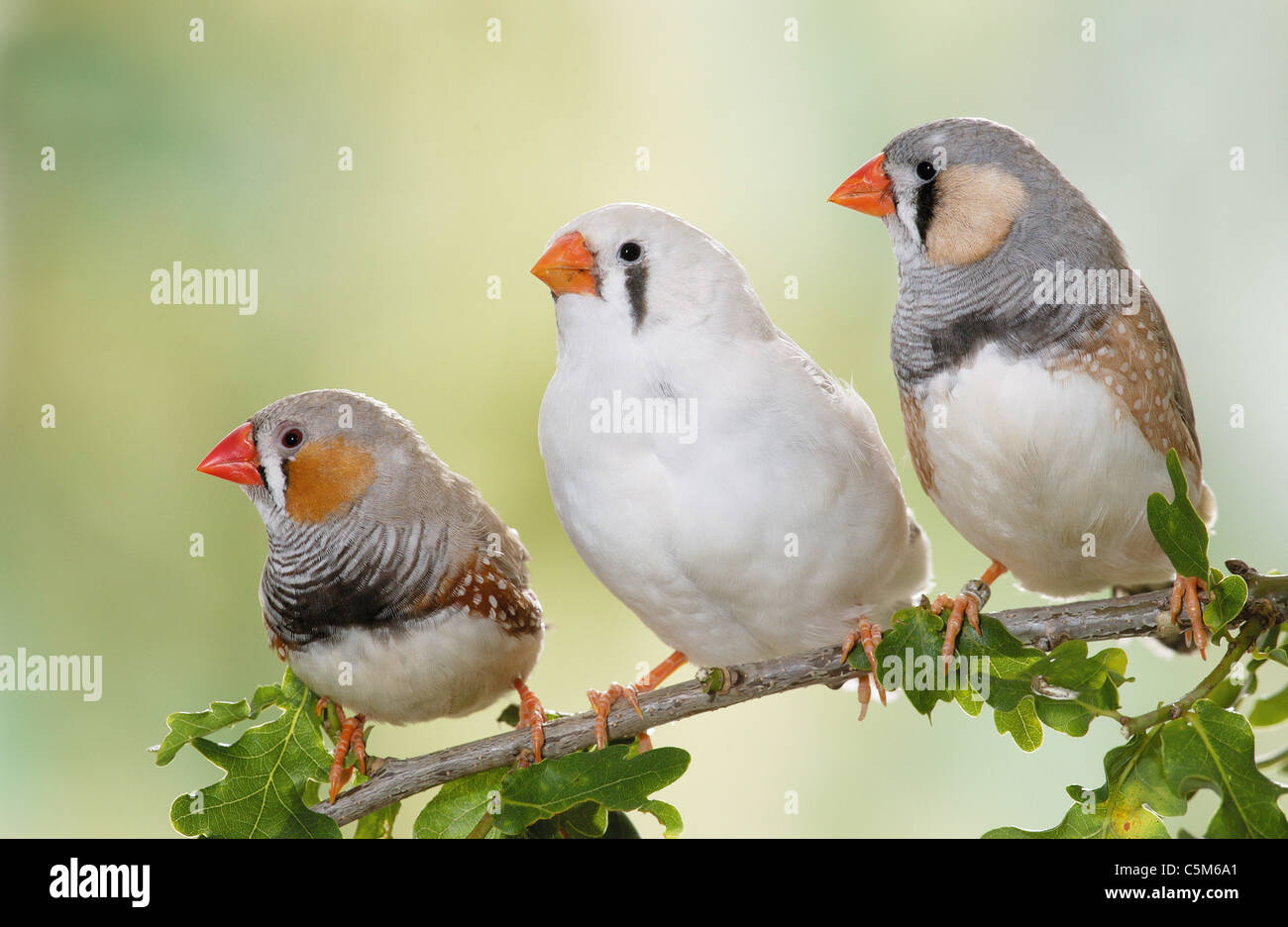 Repéré 3 faces , finch diamant mandarin / Poephila guttata Banque D'Images