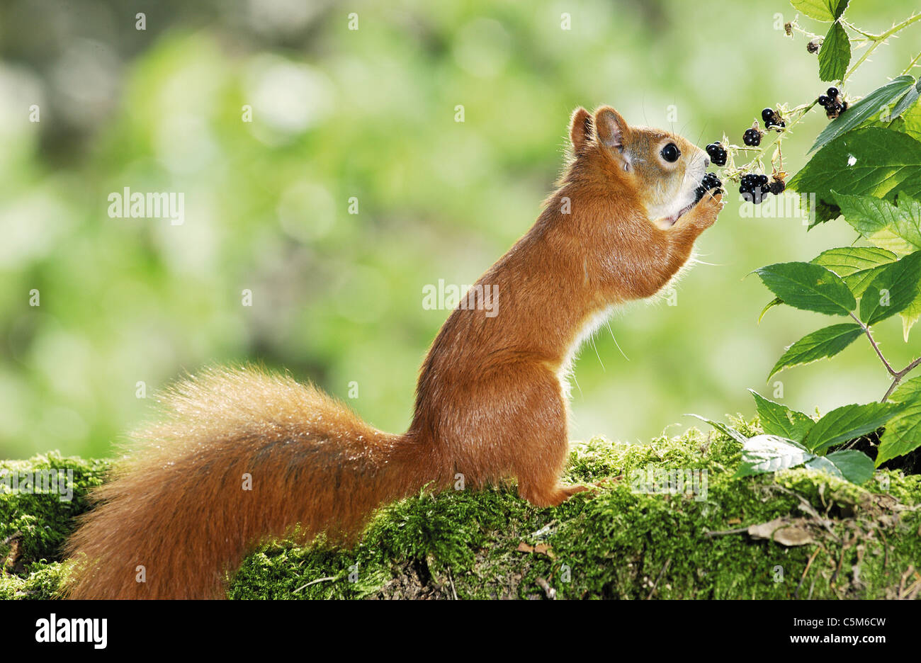 Jeune écureuil rouge européen (Sciurus vulgaris). Les jeunes mangeaient une ruée. Allemagne Banque D'Images
