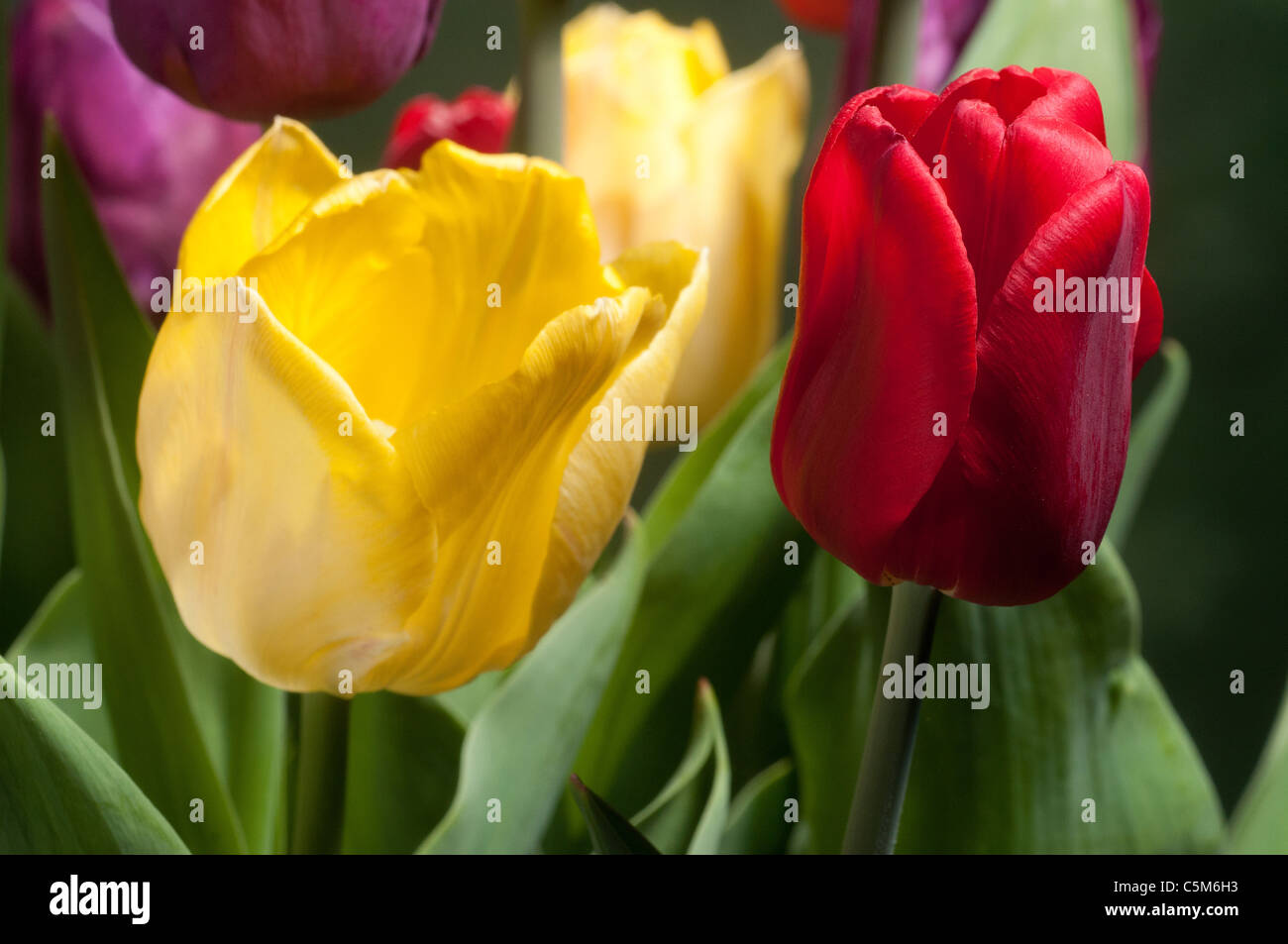 La photo en gros plan de bulbes de tulipes rouges et jaunes Banque D'Images