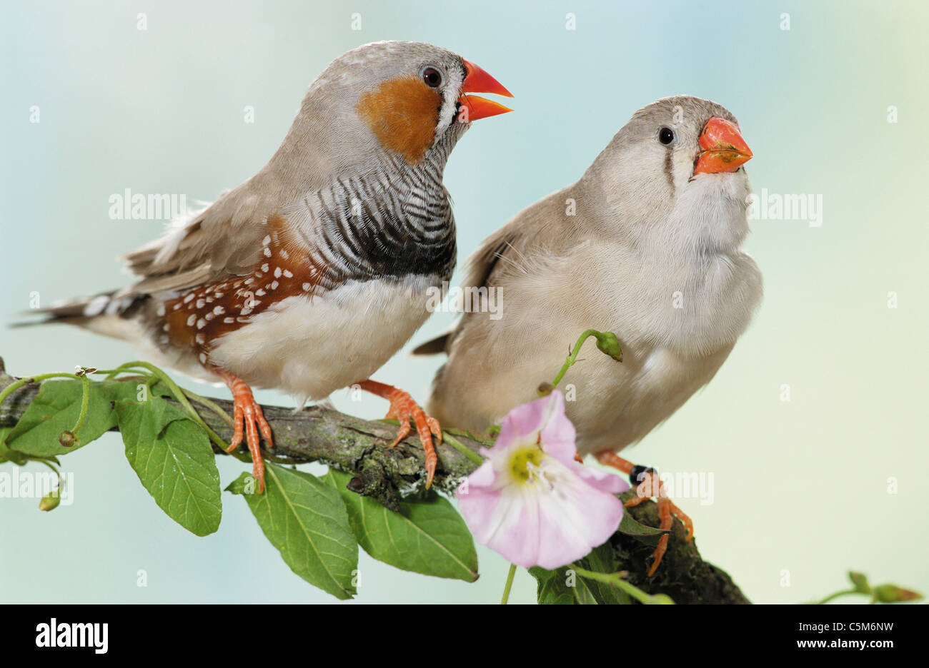 Diamant mandarin (Taeniopygia guttata). Deux oiseaux posés sur une branche. Allemagne Banque D'Images