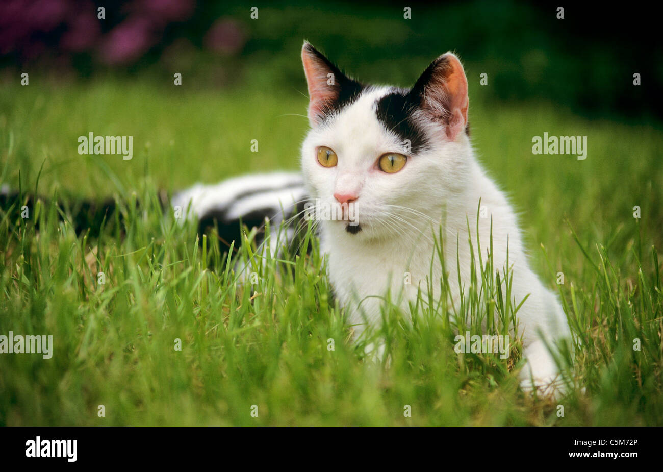 Chat domestique - lying on meadow Banque D'Images