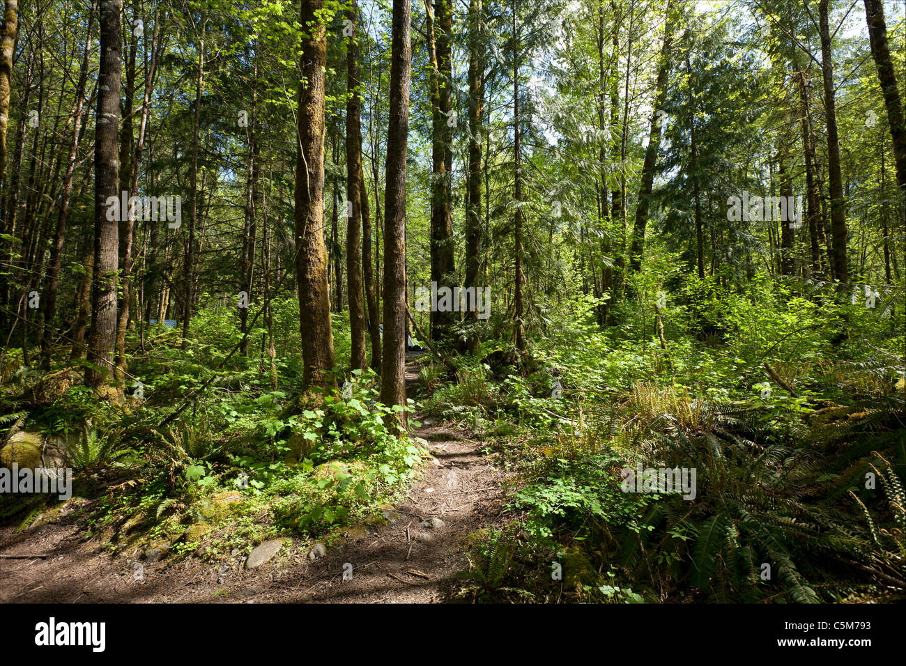 La forêt vierge vierge avec le chemin Banque D'Images