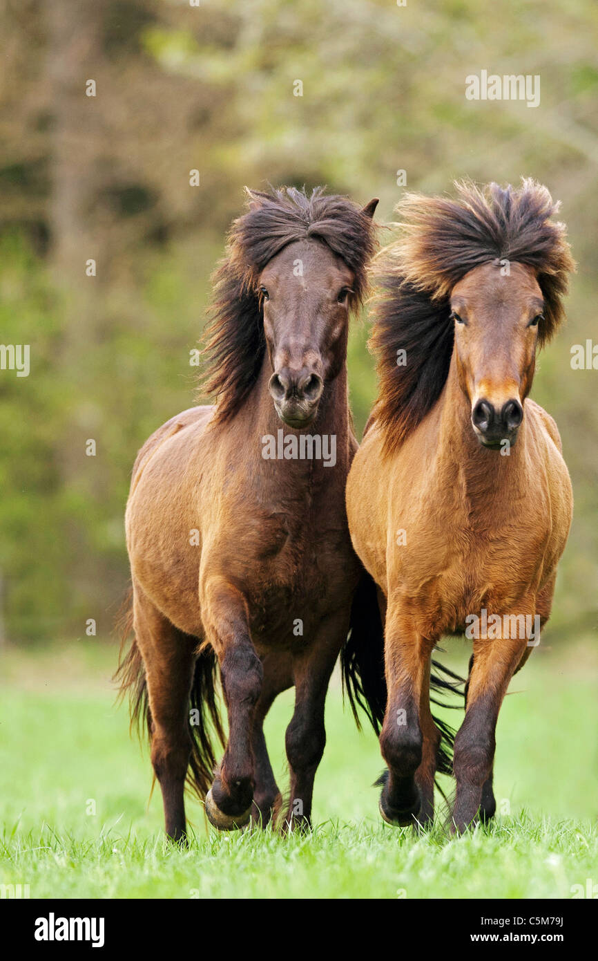 Cheval islandais. Deux chevaux dans un pré Banque D'Images