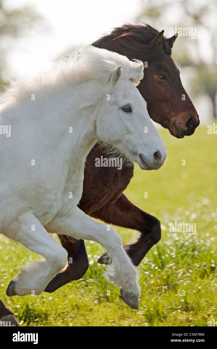 Deux chevaux Islandais on meadow Banque D'Images