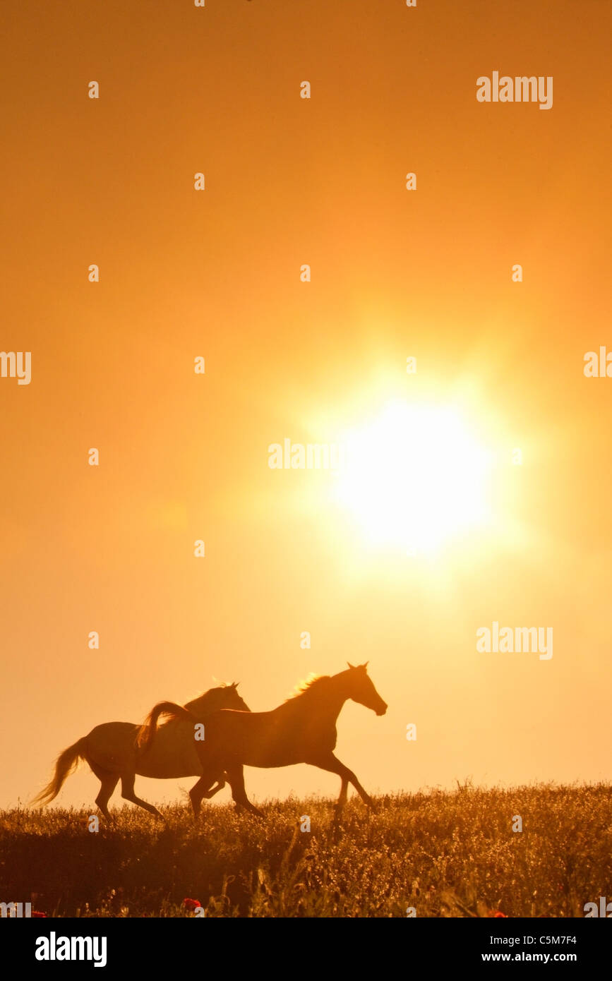 Cheval Espagnol pur, andalou. Deux chevaux galopant au coucher du soleil, se découpant contre le soleil couchant Banque D'Images