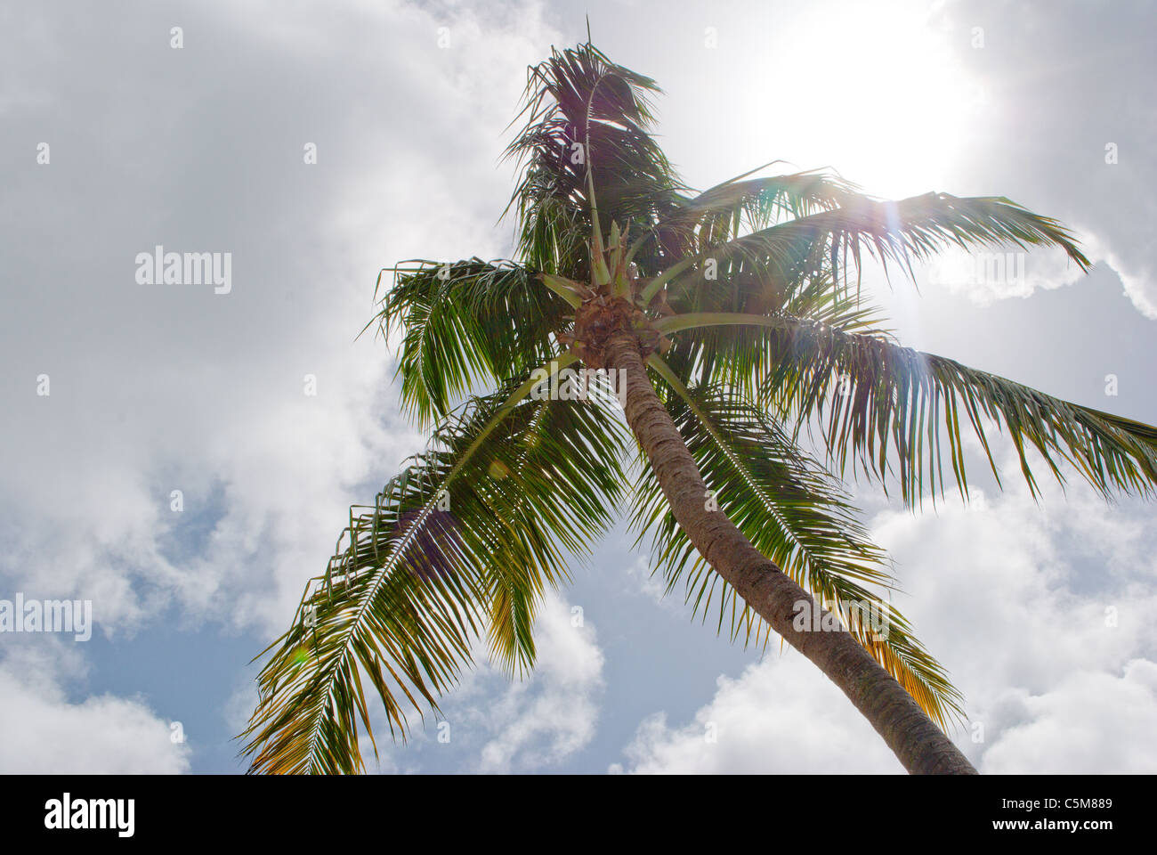 Palmier sur la plage. Banque D'Images