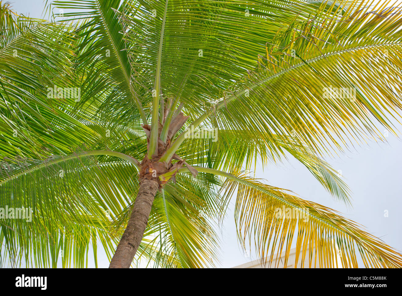 Palmier sur la plage. Banque D'Images