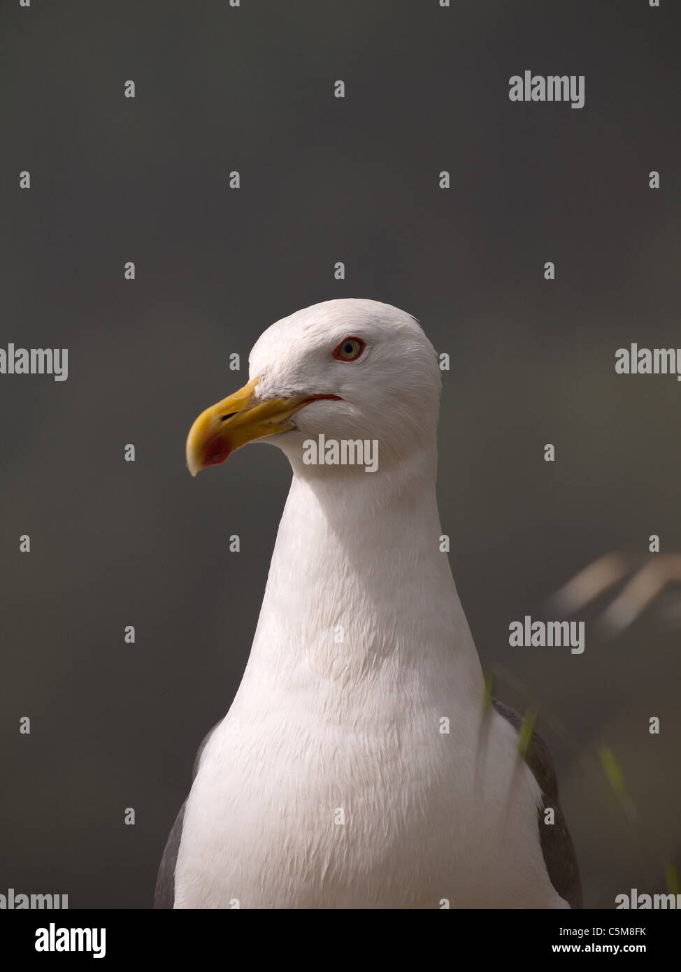 Portrait de verticale jaune adultes goéland, Larus cachinnans michahellis. Banque D'Images