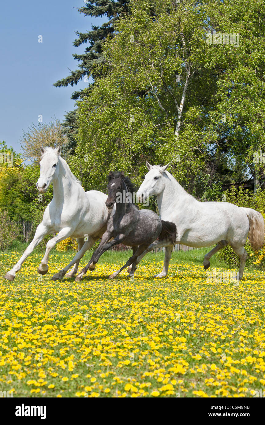 Deux chevaux Lipizzan poulain et on meadow Banque D'Images