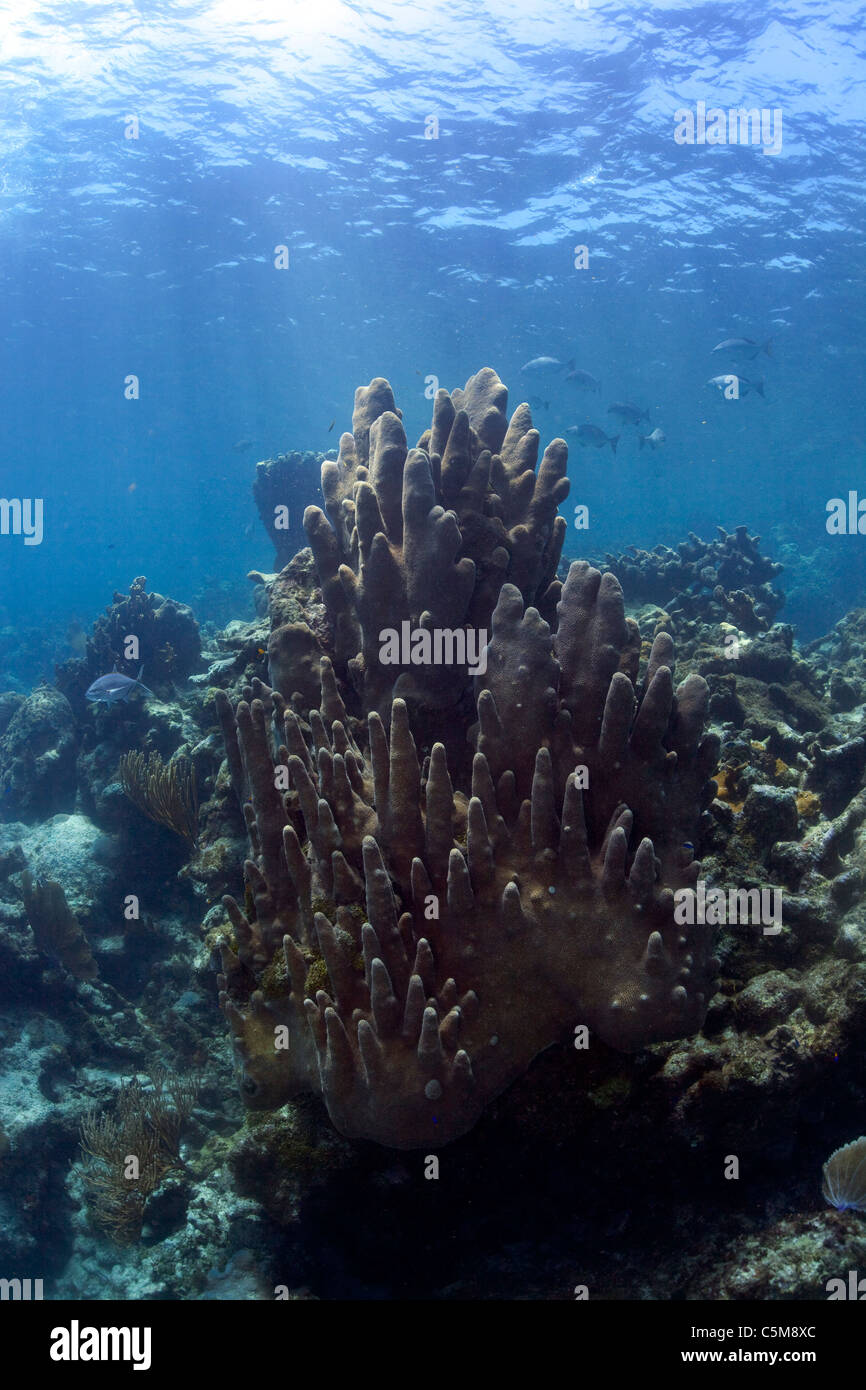 Un stand de pilier de coraux à l'îles Swan, un groupe d'îles situé à 90 milles au large des côtes du Honduras. Banque D'Images