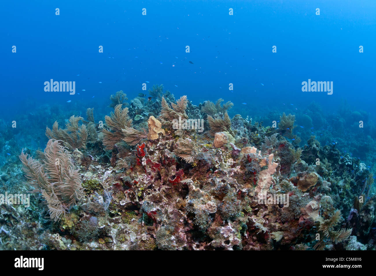 La santé de l'écosystème des récifs coralliens à la pointe James Reef au large de l'îles Swan. Banque D'Images