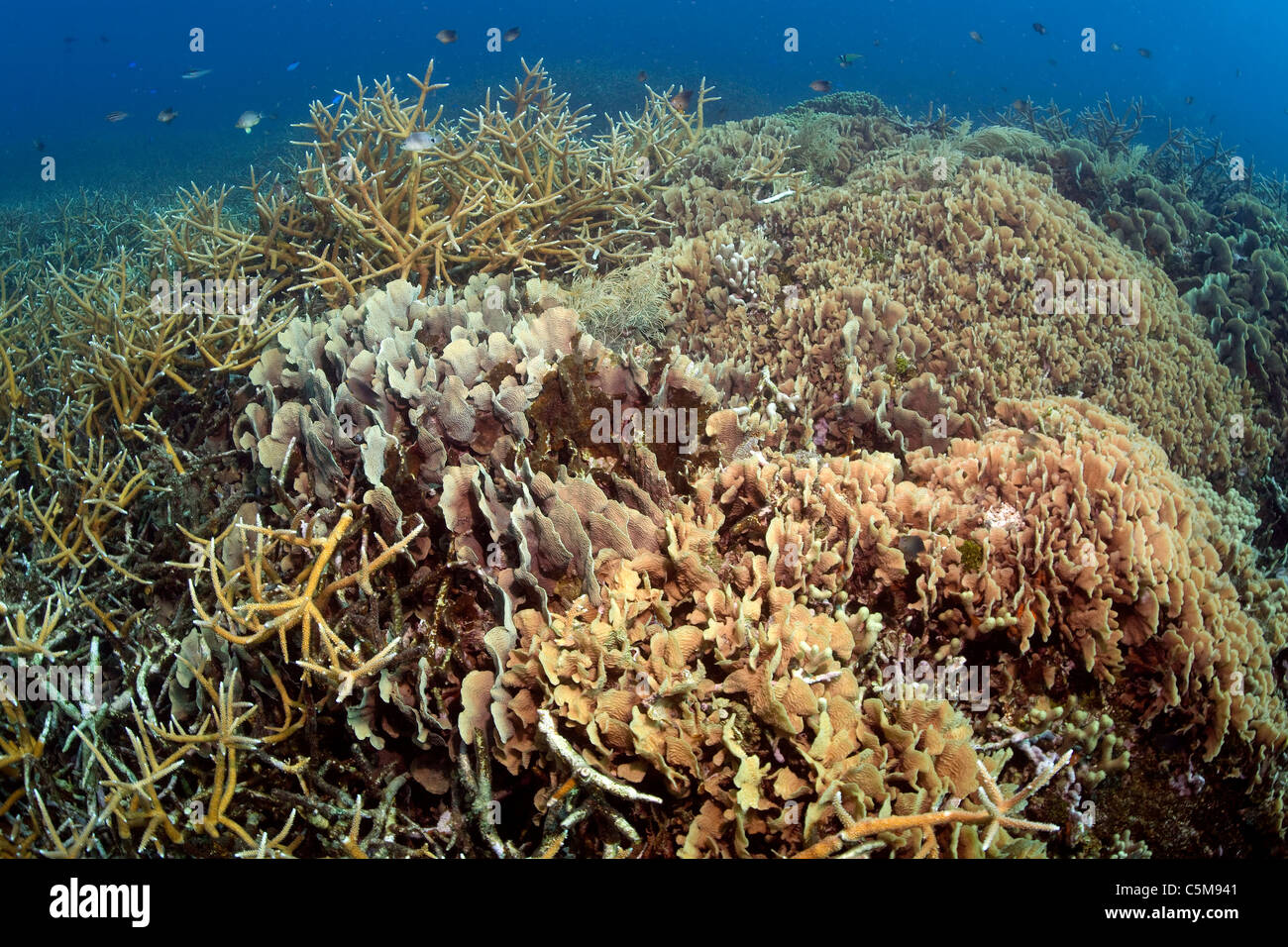 Plusieurs espèces de coraux forment un écosystème corallien sain à Cordelia Banques à Roatan, au large des côtes du Honduras. Banque D'Images