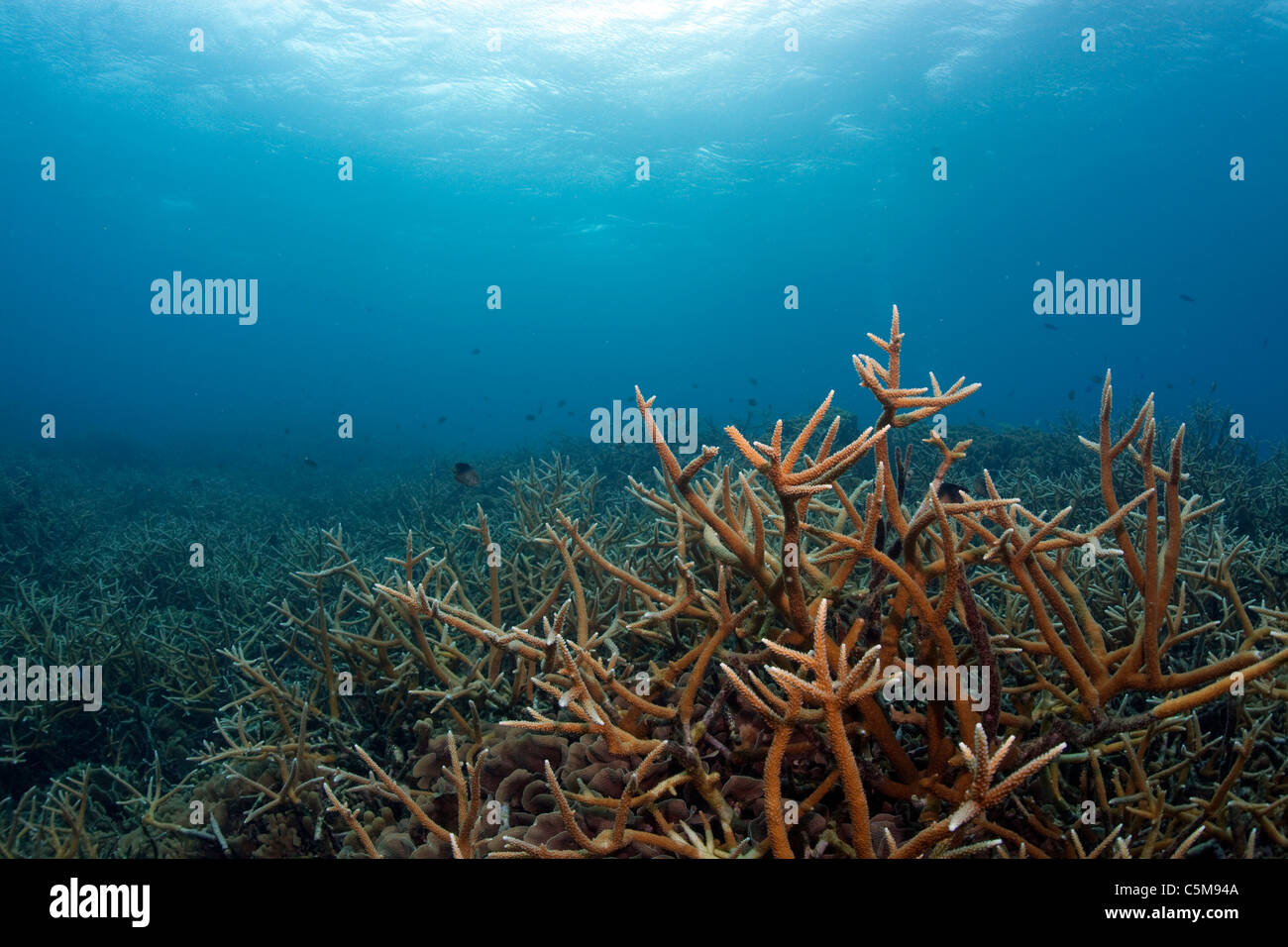 Un stand de disparition à coral staghorn Cordelia Banques à Roatan, une île au large de la côte du Honduras. Banque D'Images