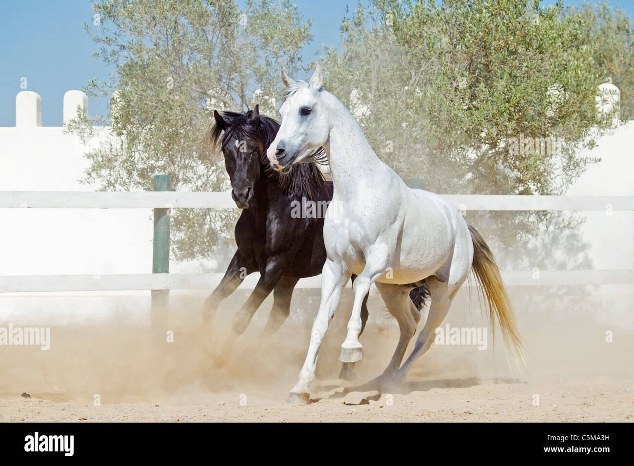 Deux chevaux arabes - en cours Banque D'Images