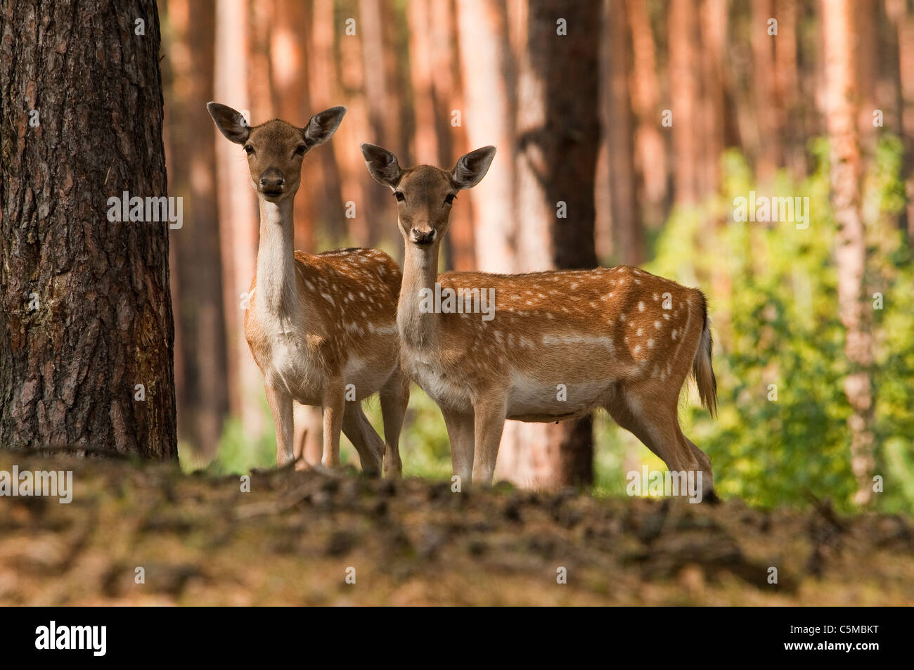 Les autres cerfs, Dama dama, femme Banque D'Images