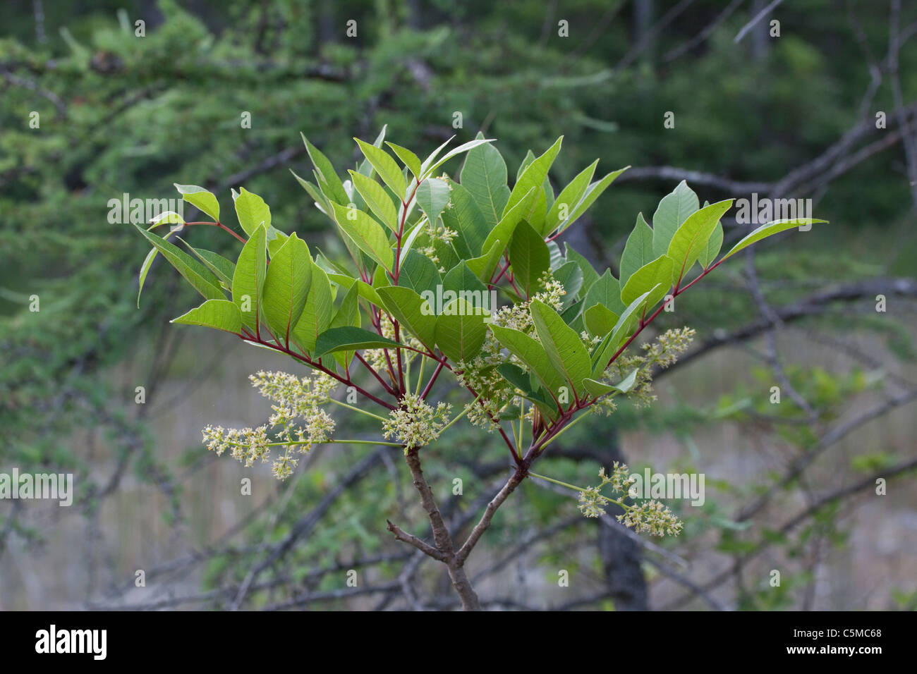 Poison Sumac arbuste Toxicodendron vernix ou Rhus vernix feuilles et fleurs Wetland S MI USA, par Carol Dembinsky/Dembinsky photo Assoc Banque D'Images