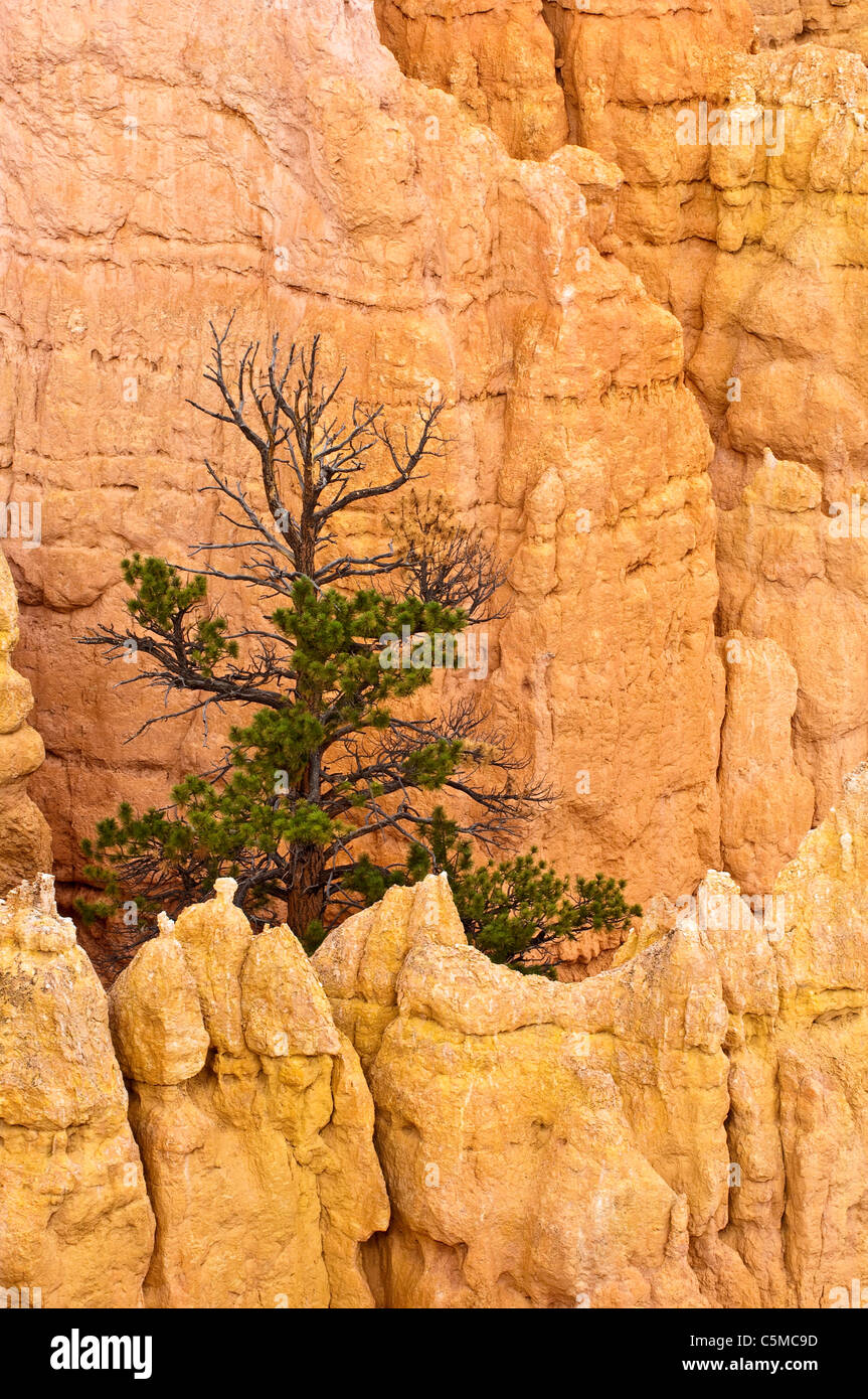 Le Parc National de Bryce Canyon, Sunrise Point, amphithéâtre, des formations rocheuses et des cheminées au coucher du soleil, de l'Utah, USA Banque D'Images