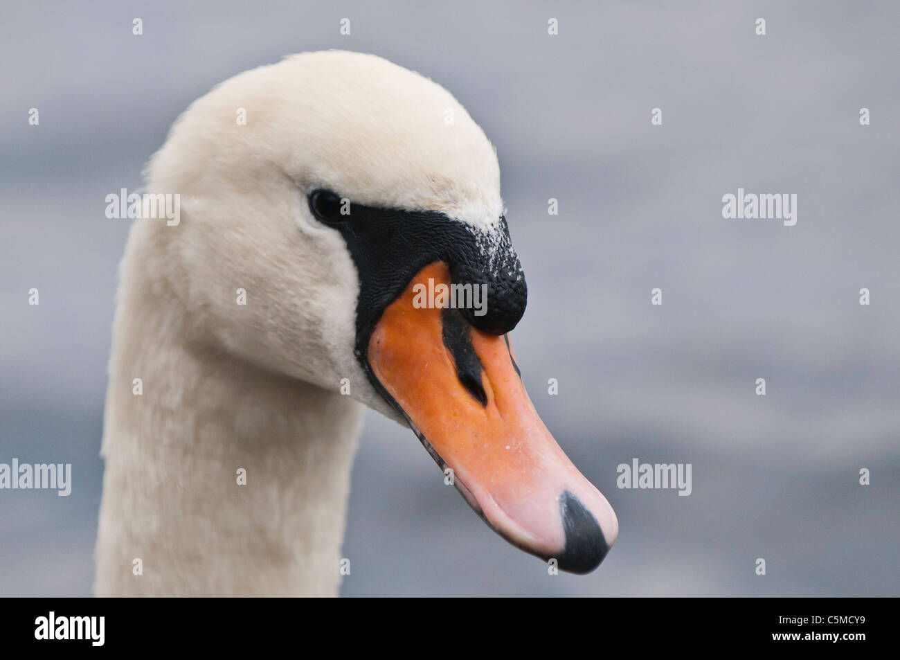 Cygne muet, Cygnus olor, Portrait Banque D'Images