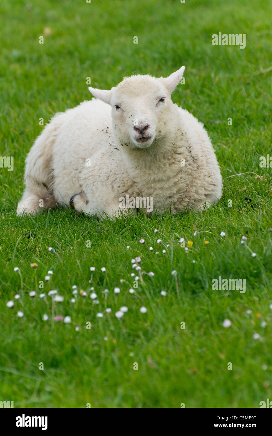 Au pâturage des moutons irlandais Irlande rurale Banque D'Images