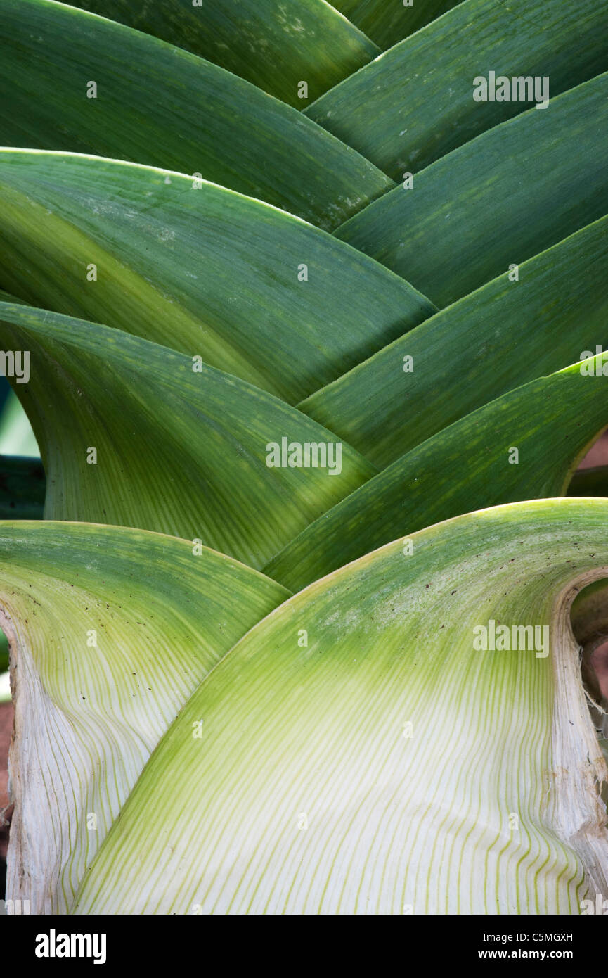 . Une saucisse végétarienne traditionnelle galloise Yorkshire Green poireaux. Poireau géant du Yorkshire . Banque D'Images
