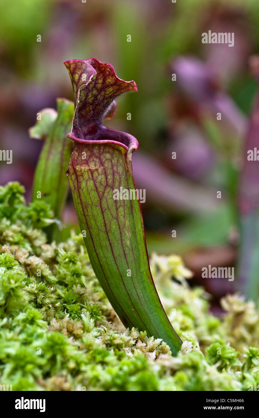Sarracénie Sarracenia, hybride, Chelsonii, plante carnivore Banque D'Images