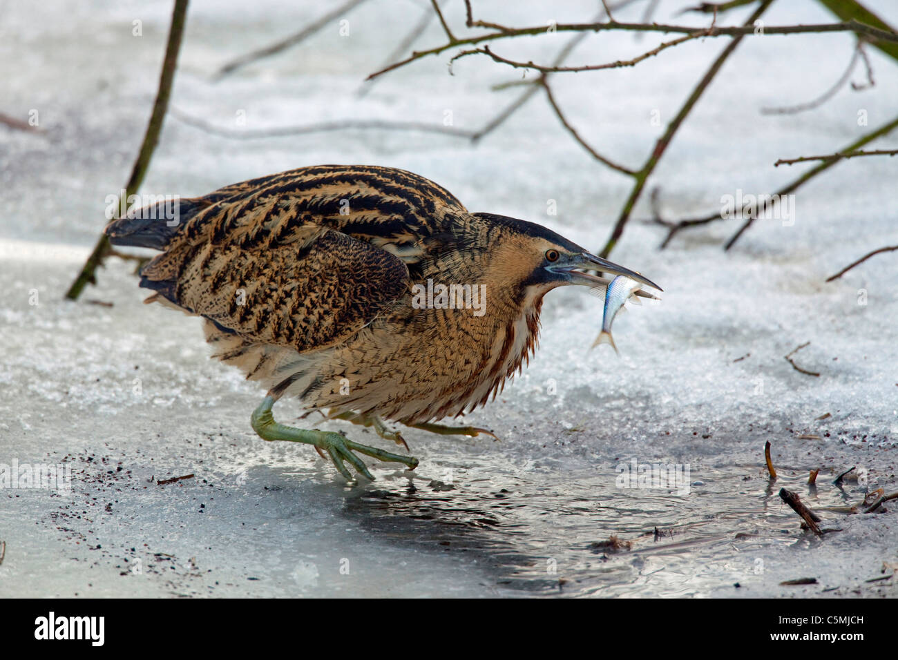 Eurasian Bittern, butor étoilé (Botaurus stellaris), des profils avec un petit poisson dans son bec. Banque D'Images Eurasian Bittern, butor étoilé (Botaurus stellaris), des profils avec un petit poisson dans son bec. Banque D'Images