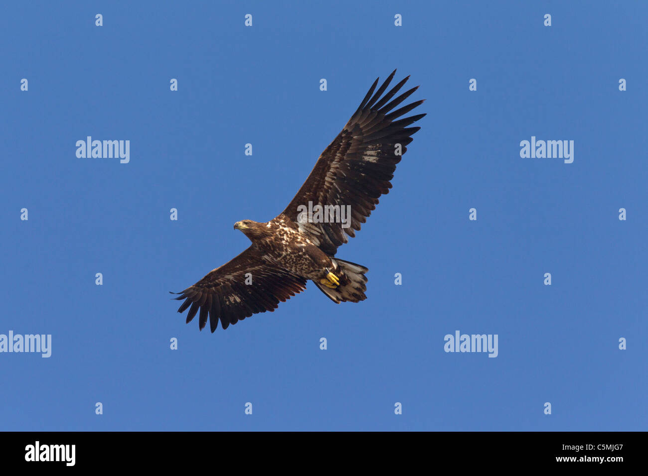 Aigle de Virginie (Haliaeetus albicilla), juvénile en vol. Banque D'Images