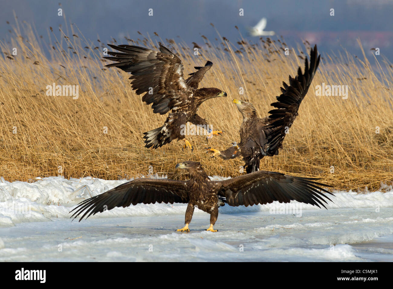 Aigle de Virginie (Haliaeetus albicilla). Et deux jeunes adultes qui se battent pour un poisson. Banque D'Images