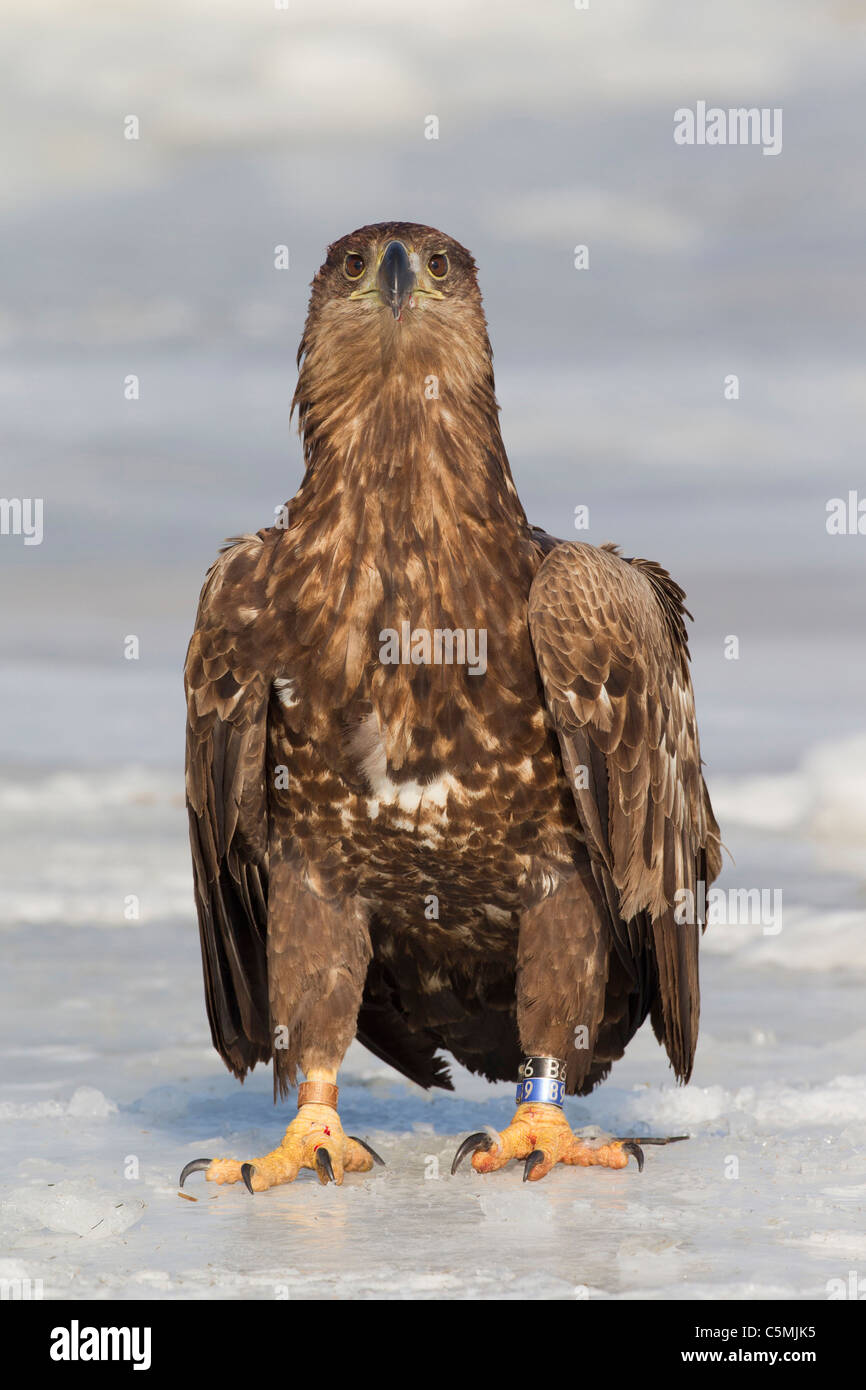 Aigle de Virginie (Haliaeetus albicilla). Debout sur la glace. Banque D'Images