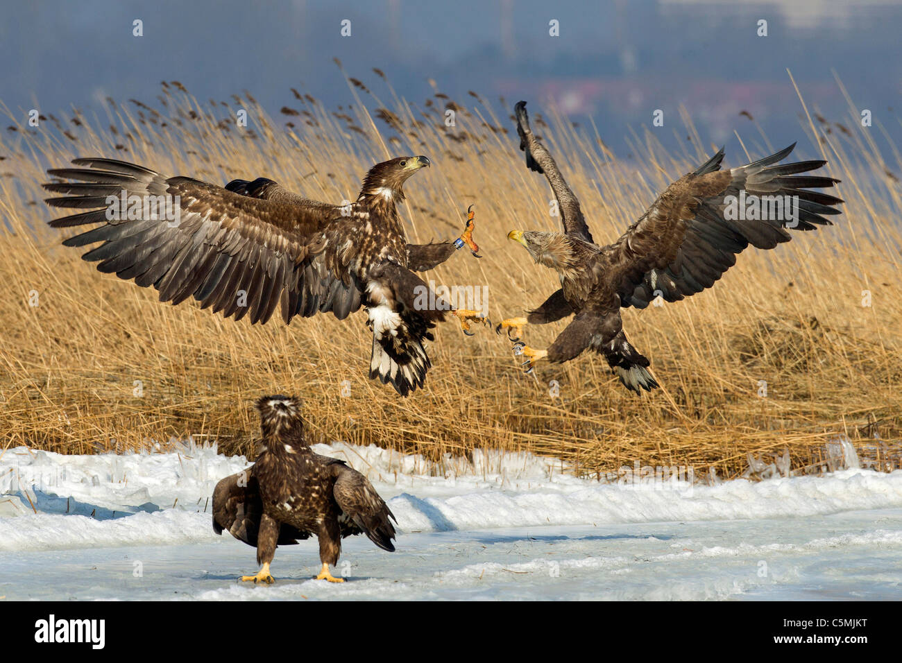 Aigle de Virginie (Haliaeetus albicilla). Et deux jeunes adultes qui se battent pour un poisson. Banque D'Images