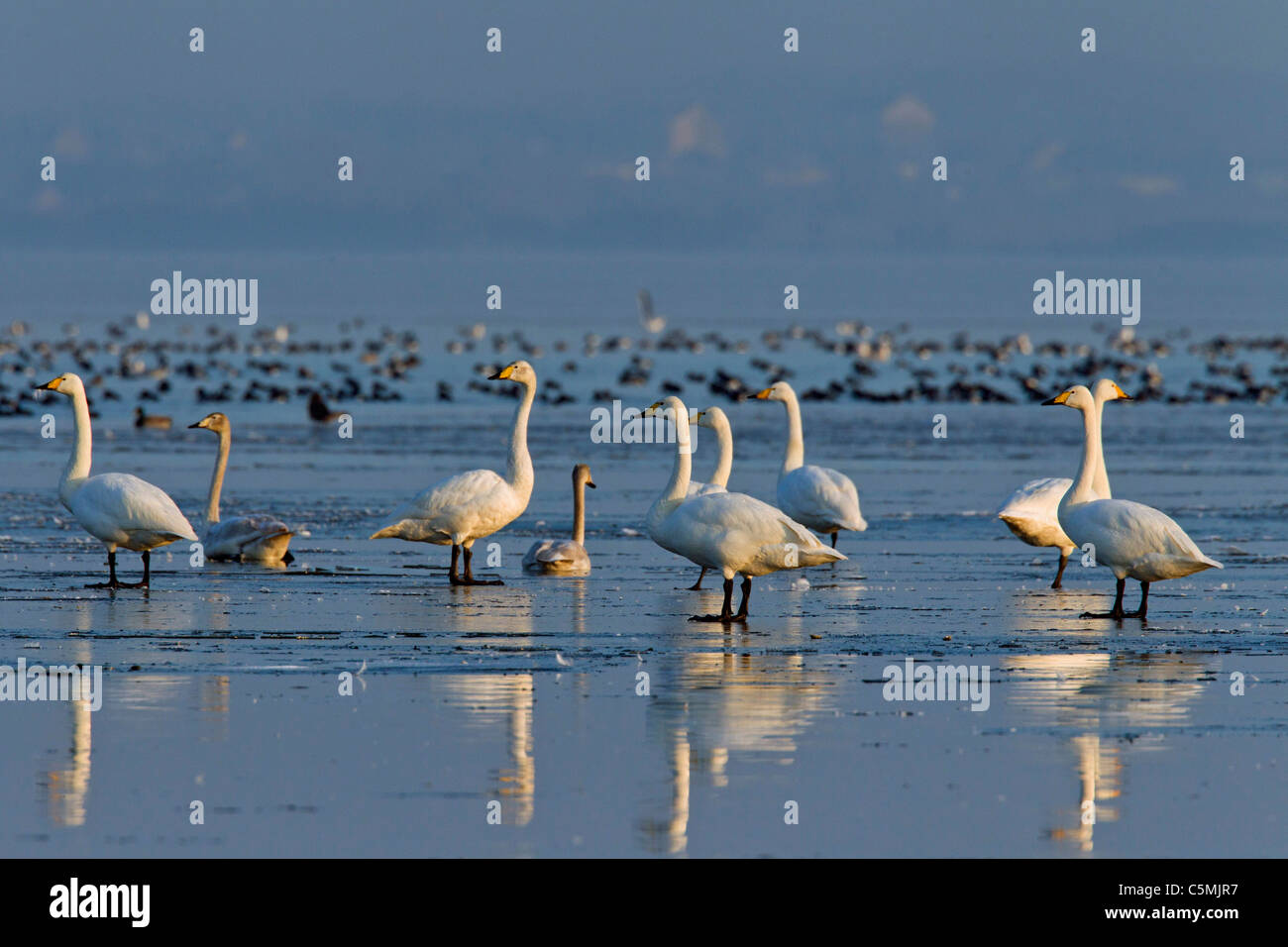 Cygne chanteur (Cygnus cygnus). Restings cygnes et canards sur la côte en hiver. Mecklenburg-Vorpommern, Allemagne. Banque D'Images Cygne chanteur (Cygnus cygnus). Restings cygnes et canards sur la côte en hiver. Mecklenburg-Vorpommern, Allemagne. Banque D'Images